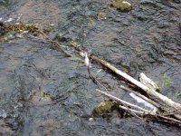 Wülfingersde 3 1418